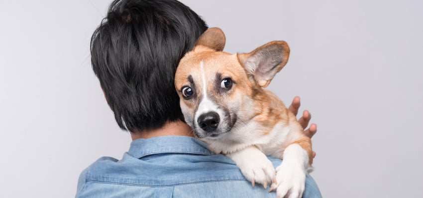 baileys cbd oil for dogs with separation anxiety