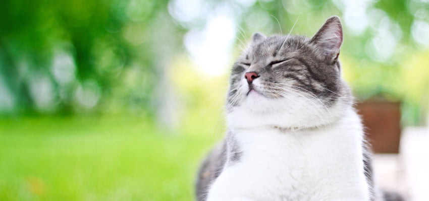 best cbd oil for cats