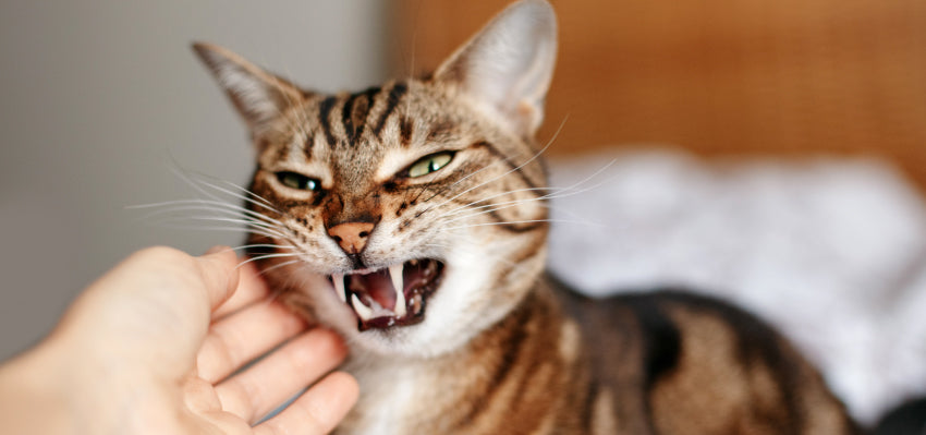 can cbd help cats with aggression issues?