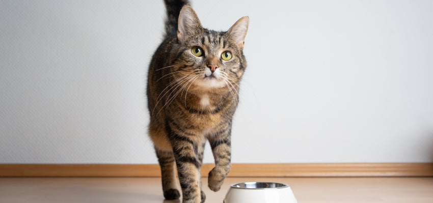 can cbd help cats appetite?