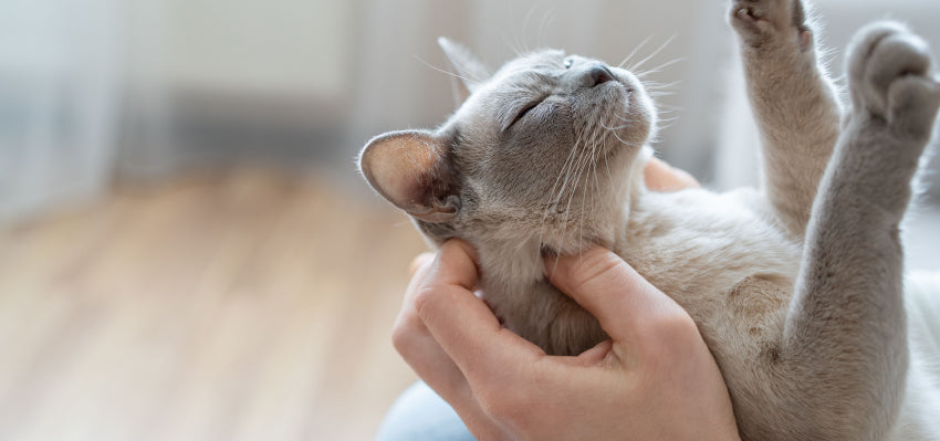 what are the best cbd products for cats?