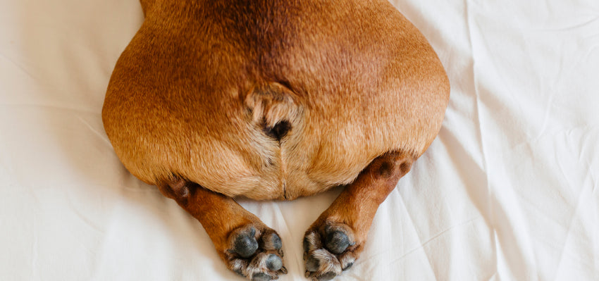 can cbd help dogs with hemorrhoids?