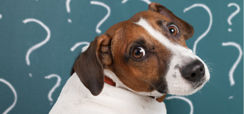 what are signs that your dog has hemorrhoids?