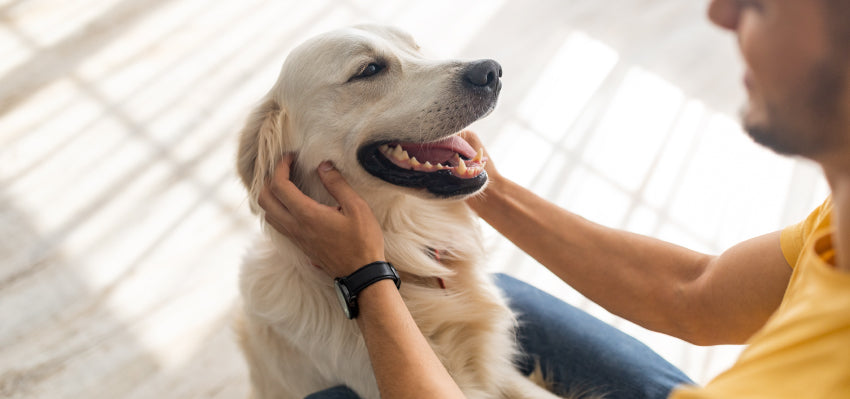 best cbd products for dogs with hemorrhoids