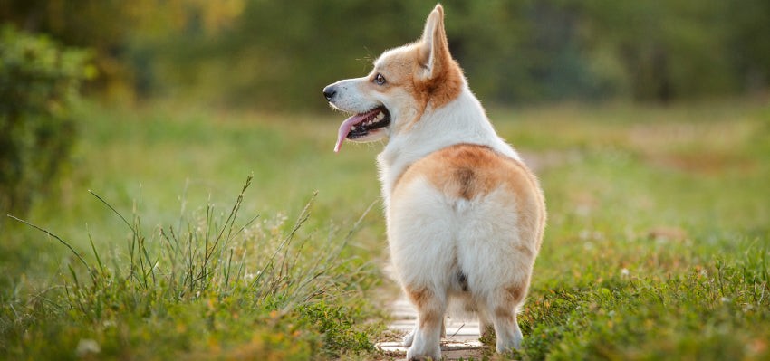 can cbd treat symptoms for dogs with hemorrhoids?