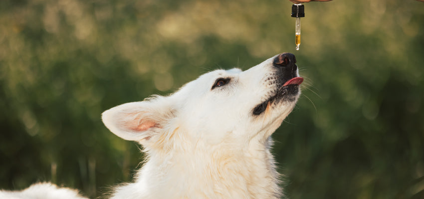 cbd for dogs alternative for acepromazine