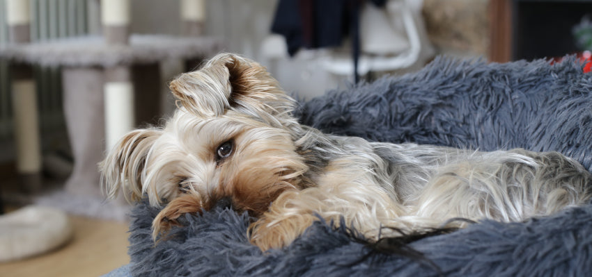 What Causes Pancreatitis in Dogs?