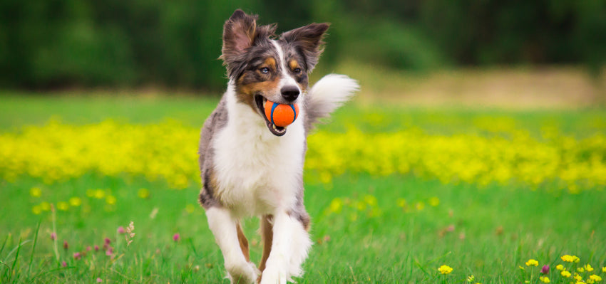 How Long Does Pancreatitis Last in Dogs?