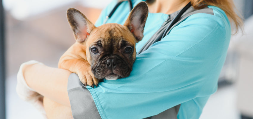 Diagnosing Pancreatitis in Dogs