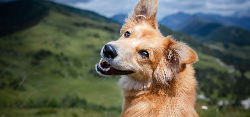 How to Prevent Pancreatitis in Dogs