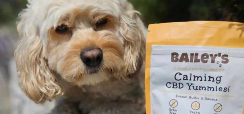 is cbd for dogs a better alternative for acepromazine?