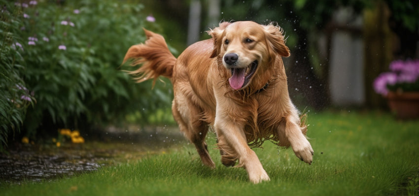 can cbd help dogs with hip dysplasia?