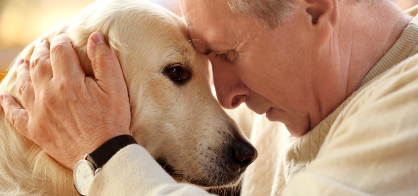 hemp oil for dogs