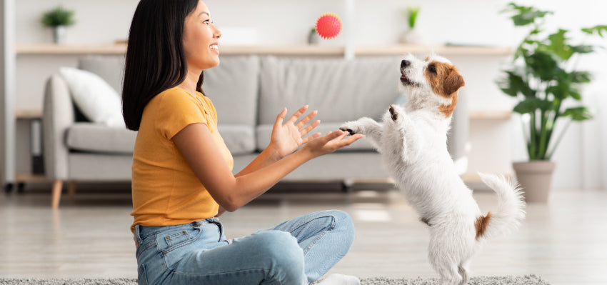 best cbd for dogs