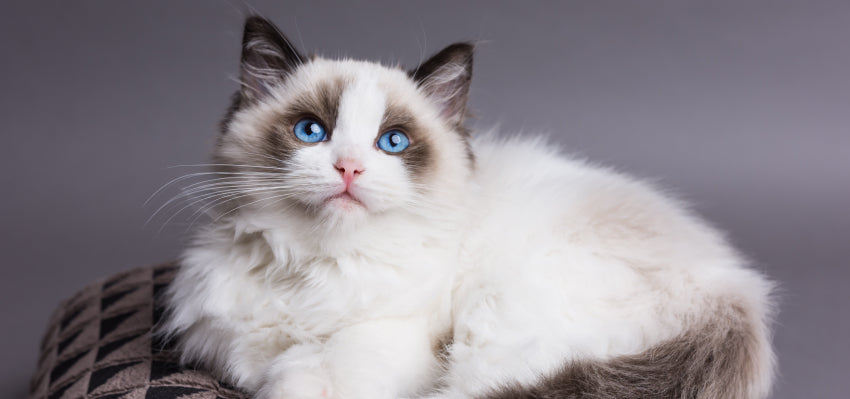 ragdoll cats