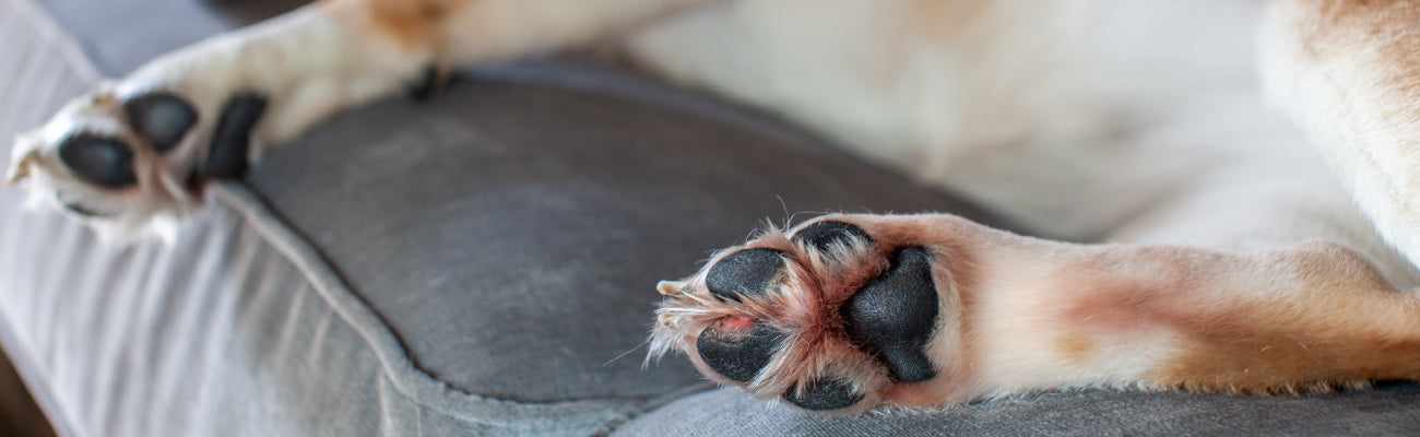 Close-up of a dog's paws while laying on a couch, illustrating the blog section on topical products for pet pain relief