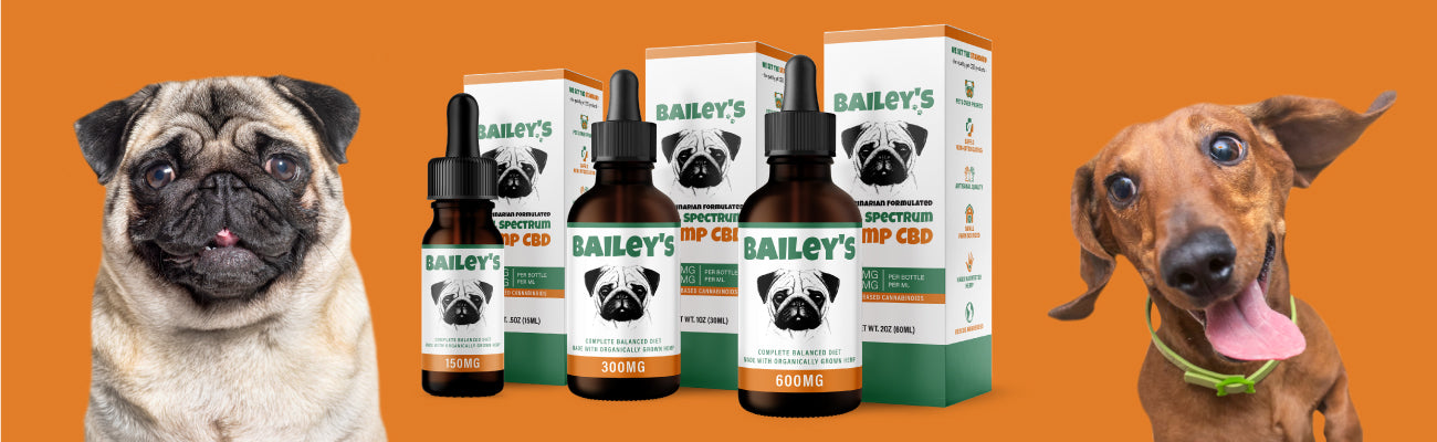 Pug and Dachshund with Bailey's CBD Oil For Dogs