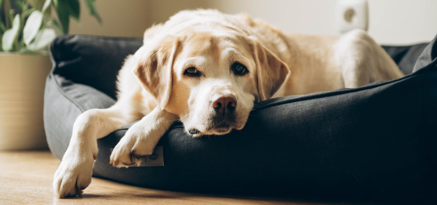 CBD for Bone Health in Dogs - Bailey's CBD Pet Care Insights