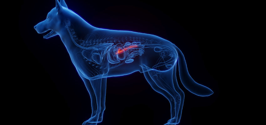 CBD effects on endocrine system in pets