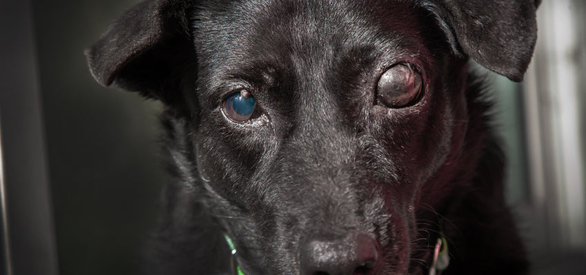 CBD Oil for Dogs: Natural Relief for Glaucoma Symptoms