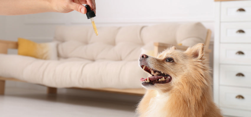 CBD for Dogs - Finding the Right Dosage and Consumption Method with Bailey's CBD