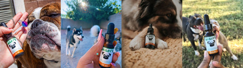 Bailey's CBD Oil - Trusted and Loved by Pet Owners Worldwide