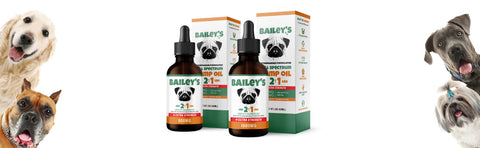 Explore the Benefits of 2:1 CBD and CBG Oil for Your Dog