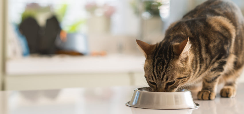 Cat eating from its bowl