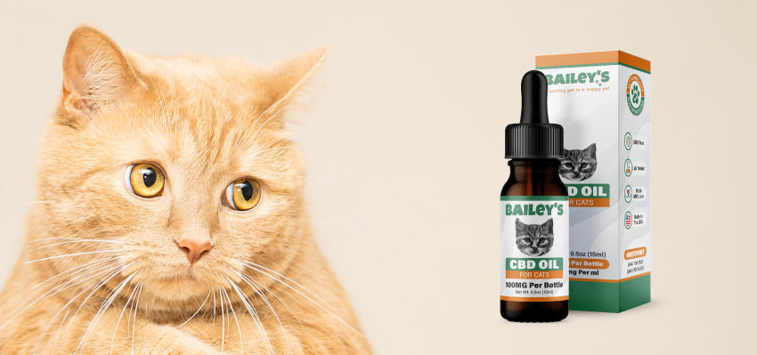 Cat looking at CBD bottle