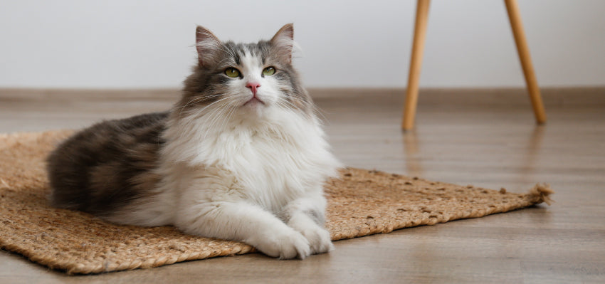 Cat lying on a rug