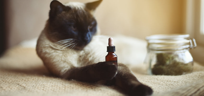 Cat relaxing with CBD oil
