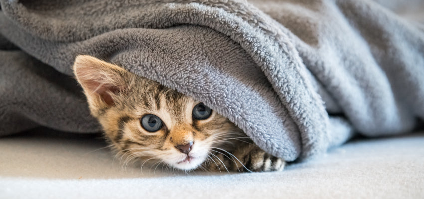 Cat wrapped in blankets, hiding