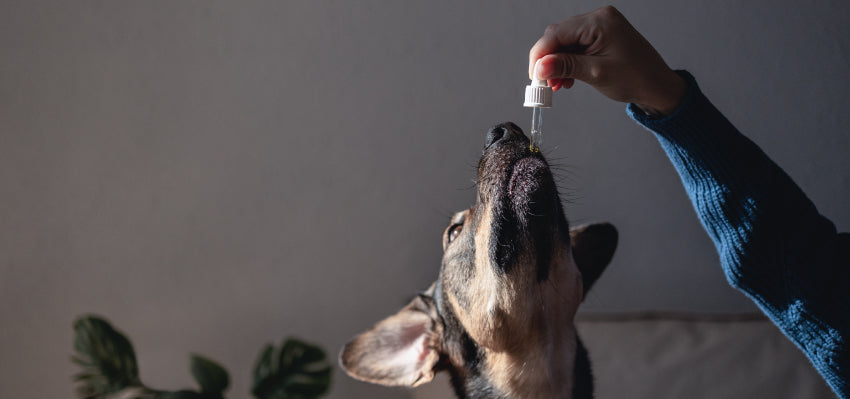 Choosing the Best CBD Product for Your Dog: A Guide