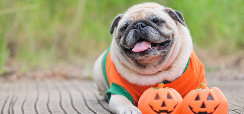 Bailey’s CBD - Your Partner for a Stress-Free Halloween with Your Pet