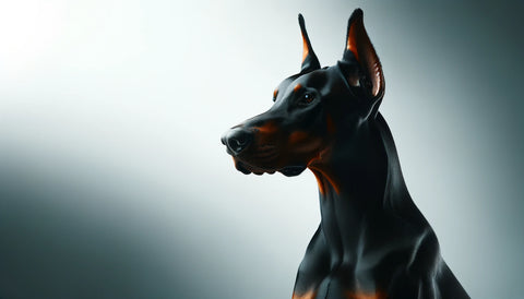 Sleek and powerful Doberman Pinscher dog in a proud, confident pose, showcasing its alert and intelligent expression, set against a minimalistic background, emphasizing the strength and elegance of the breed.