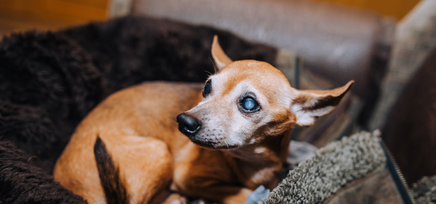 Detecting Glaucoma in Dogs: Signs and Symptoms