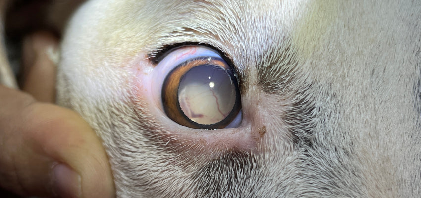 Diagnosing Glaucoma in Dogs: Importance of Early Detection