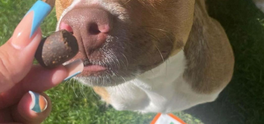 Dog-friendly CBD soft chews on a plate.