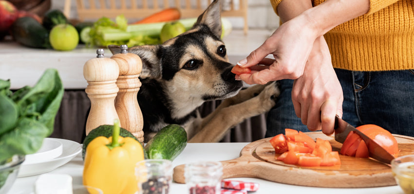 Dog-friendly homemade meals prepared in a kitchen.