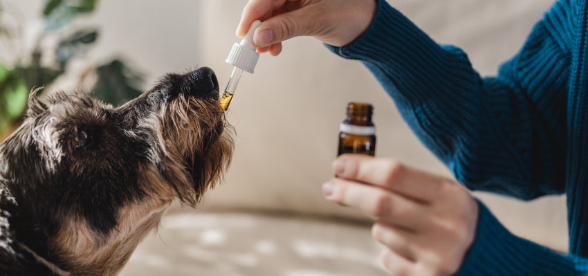 CBD treats for pets and a bottle of CBD oil, showing different options for pet owners