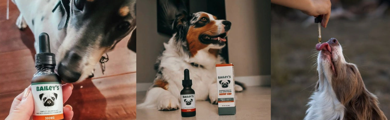 Informative visual guide from Bailey's about administering the correct CBD oil dosage to pets.