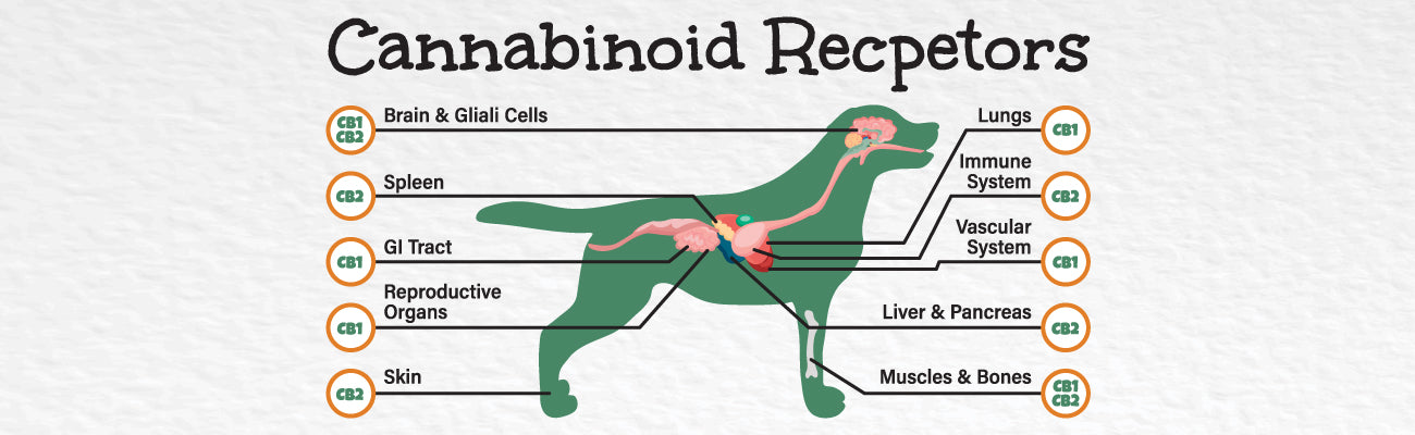 Canine Cannabinoid Receptor Infographic Chart - Bailey's CBD For Pets
