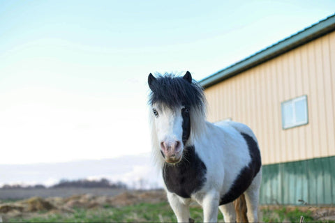 Black-and-white Falabella horse with building in the background