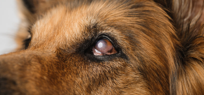 Genetic Predisposition and Causes of Glaucoma in Dogs