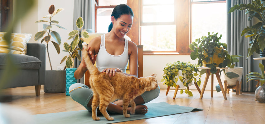 Enhancing Your Cat's Well-being with Quality CBD Oil - Choose the Best for Your Pet