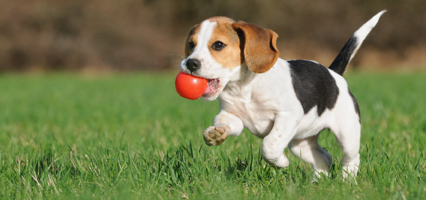 Happy dog playing with a ball