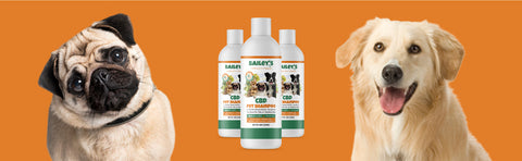 Bailey's CBD Pet Shampoo - Product Page Banner Image with Pug Dog next to Shampoo bottle