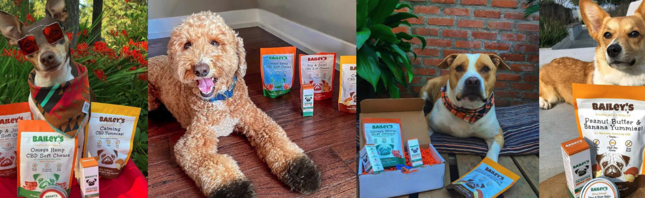 Happy Dogs with Bailey's CBD Products