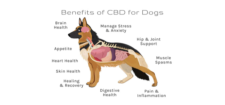 Illustration of inflammation in a pet's body and how CBD can help
