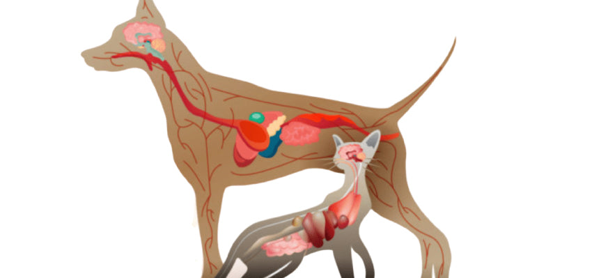 Illustration showing the concept of homeostasis in a pet's body.